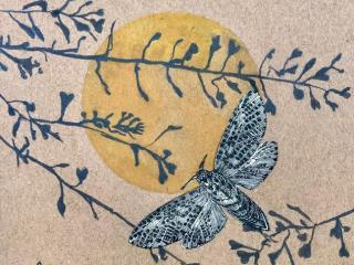 soleil, papillon, ombres de plantes, collage, dessin