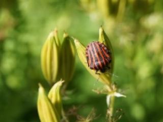 Punaise sur une plante.