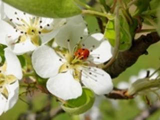 Coccinelle sur une fleur.