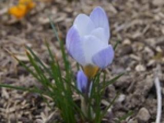 Crocus mauve.